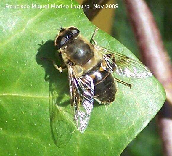 Mosca abeja - Mosca abeja. Los Villares