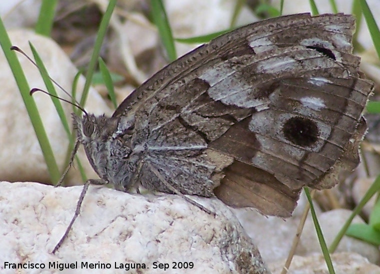 Mariposa banda acodada - Mariposa banda acodada. Otiar (Jan)