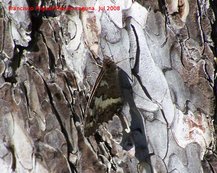 Mariposa banda acodada - Mariposa banda acodada. Segura