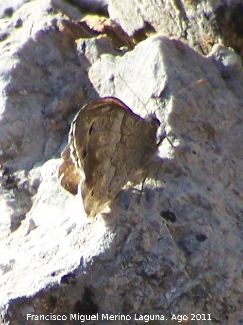 Mariposa banda acodada - Mariposa banda acodada. Las Acebeas - Siles