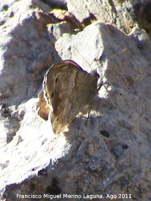 Mariposa banda acodada - Mariposa banda acodada. Las Acebeas - Siles