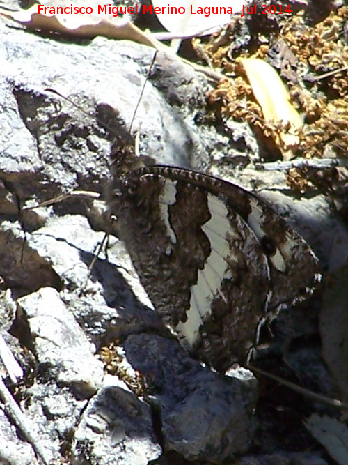 Mariposa banda acodada - Mariposa banda acodada. Nacimiento de Aguasnegras