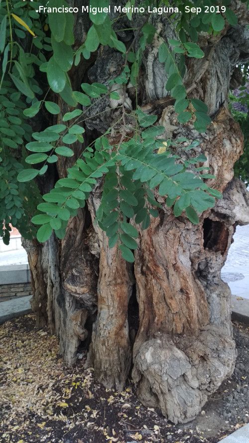 Falsa acacia - Falsa acacia. Falsa acacia del Cuarto Real de Santo Domingo - Granada