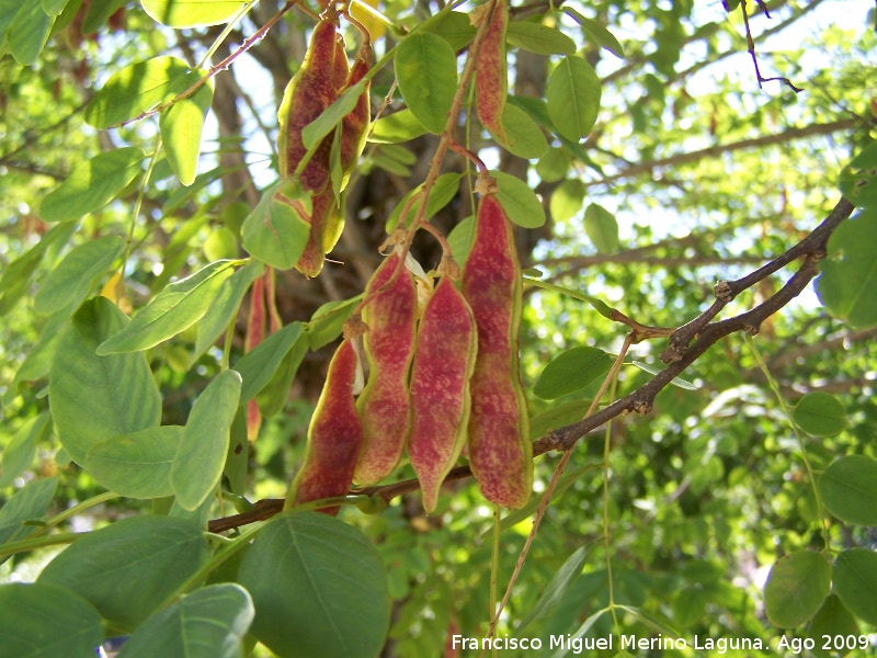 Falsa acacia - Falsa acacia. Prado Maguillo (Santiago Pontones)