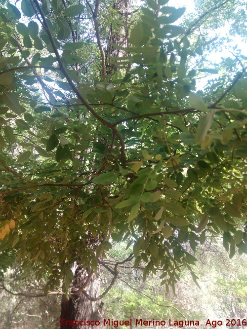 Falsa acacia - Falsa acacia. Ro Campana - Santa Elena