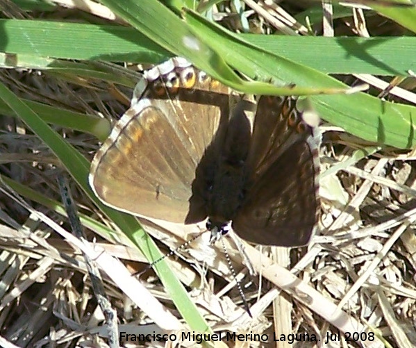 Mariposa morena serrana - Mariposa morena serrana. Segura