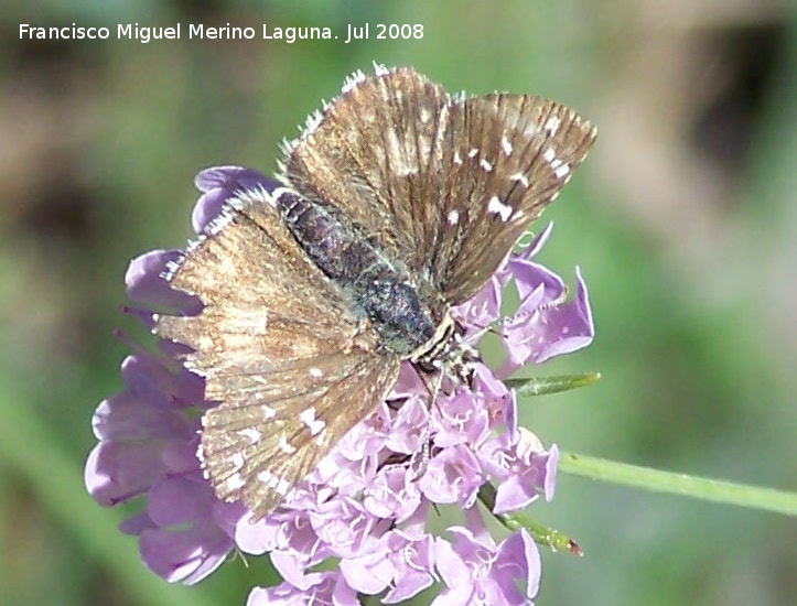 Mariposa ajedrezada menor - Mariposa ajedrezada menor. Segura
