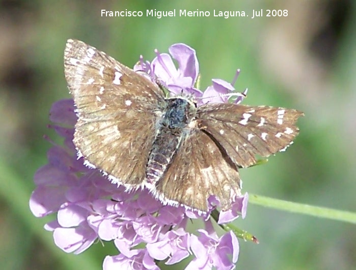 Mariposa ajedrezada menor - Mariposa ajedrezada menor. Segura