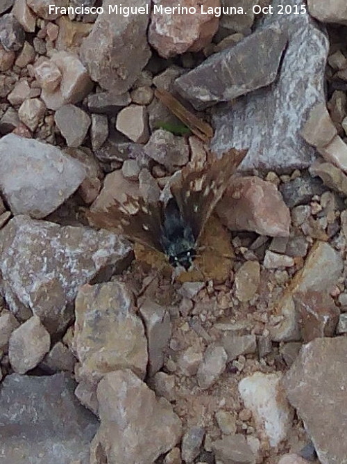 Mariposa ajedrezada menor - Mariposa ajedrezada menor. Cerro Artemisa - Pegalajar