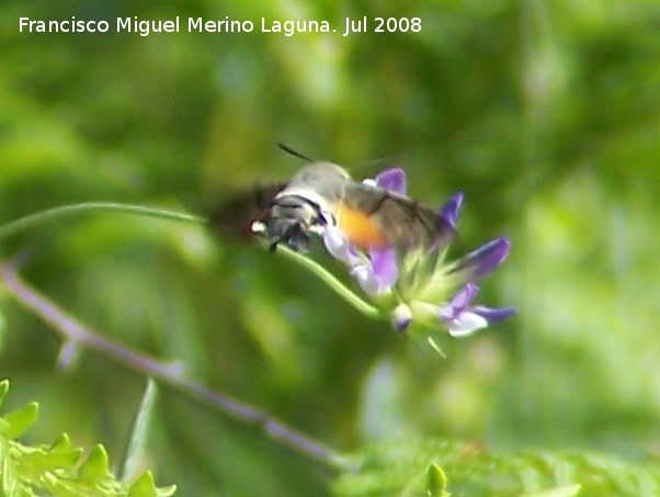 Polilla esfinge colibr - Polilla esfinge colibr. Segura