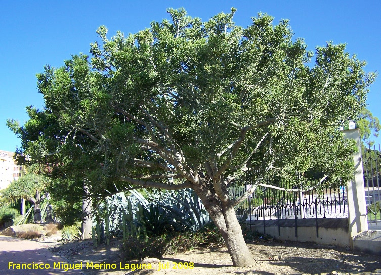 Jardn de cactus y suculentas - Jardn de cactus y suculentas. Arbol de los dedos