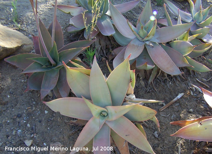 Jardn de cactus y suculentas - Jardn de cactus y suculentas. Cactus Aloe striata