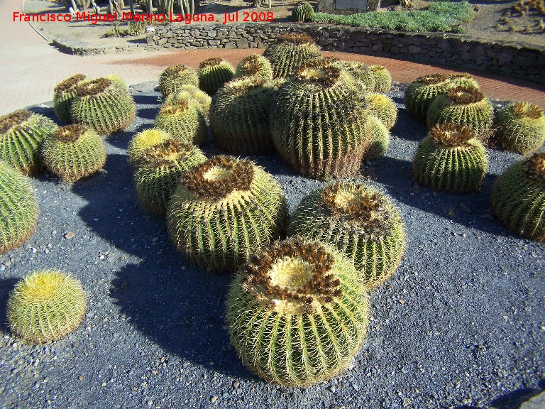 Jardn de cactus y suculentas - Jardn de cactus y suculentas. Cactus asiento de suegra