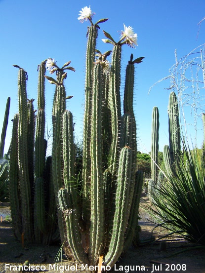 Jardn de cactus y suculentas - Jardn de cactus y suculentas. Cactus de San Pedro