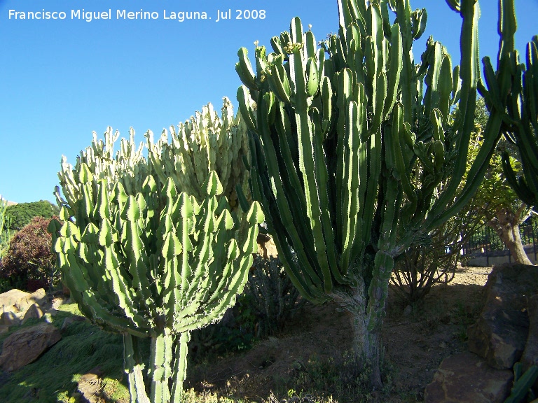 Jardn de cactus y suculentas - Jardn de cactus y suculentas. Cactus candelabro de Transvaal