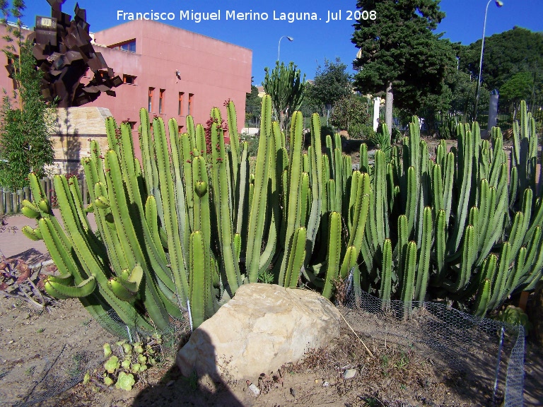 Jardn de cactus y suculentas - Jardn de cactus y suculentas. Cactus Cardn y detrs el Monumento a la Lectura