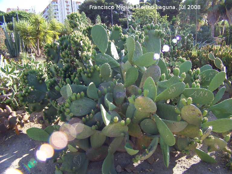 Jardn de cactus y suculentas - Jardn de cactus y suculentas. Cactus Chumbera