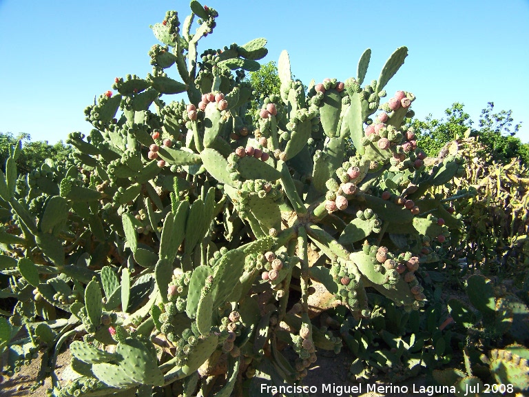 Jardn de cactus y suculentas - Jardn de cactus y suculentas. Cactus Chumbera