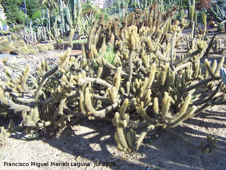 Jardn de cactus y suculentas - Jardn de cactus y suculentas. Cactus Cleistocactus flavispinus
