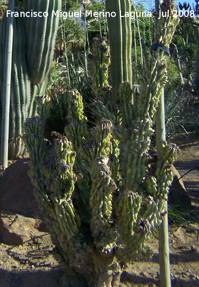 Jardn de cactus y suculentas - Jardn de cactus y suculentas. Cactus monstruoso