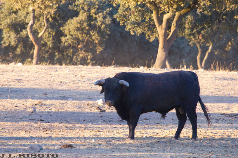 Toro - Toro. Sierra de Andjar