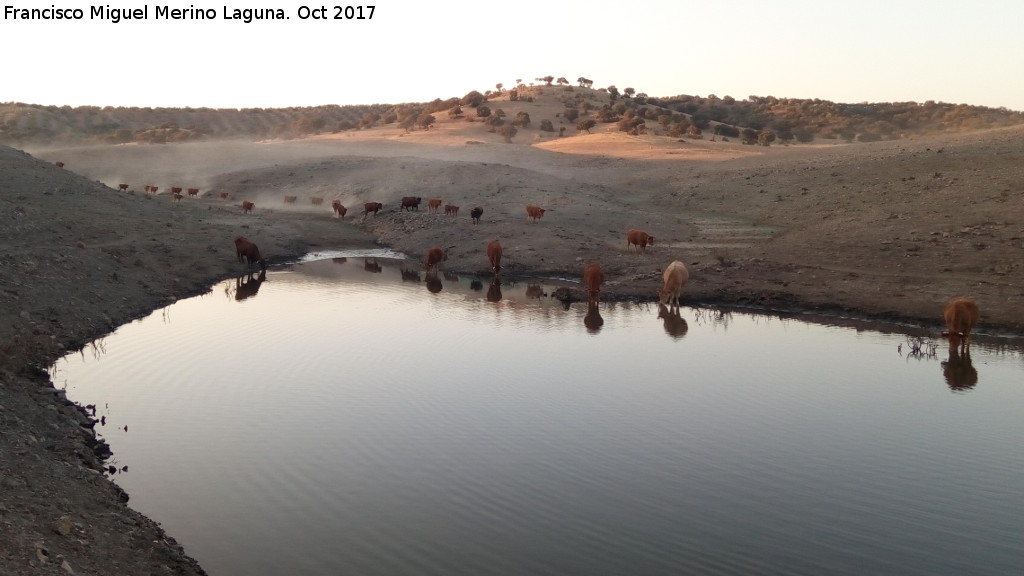 Toro - Toro. Vacas en Palazuelos - Carboneros