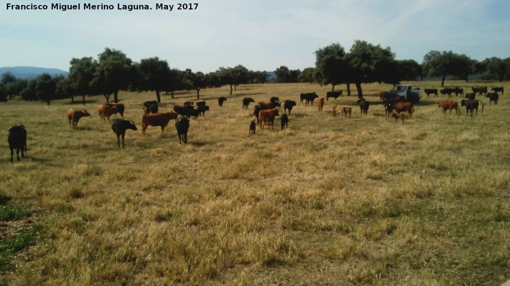 Toro - Toro. Puerto Laca - Santisteban del Puerto