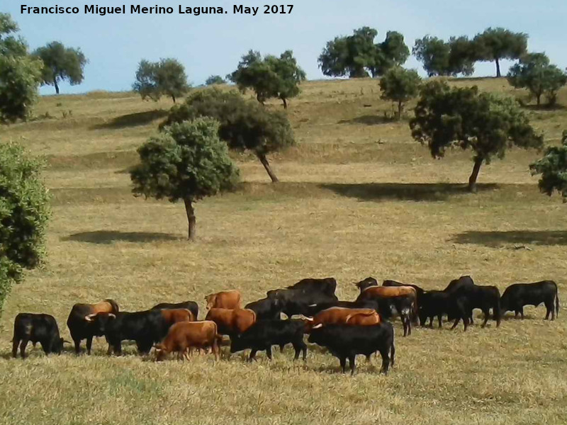 Toro - Toro. Puerto Laca - Santisteban del Puerto