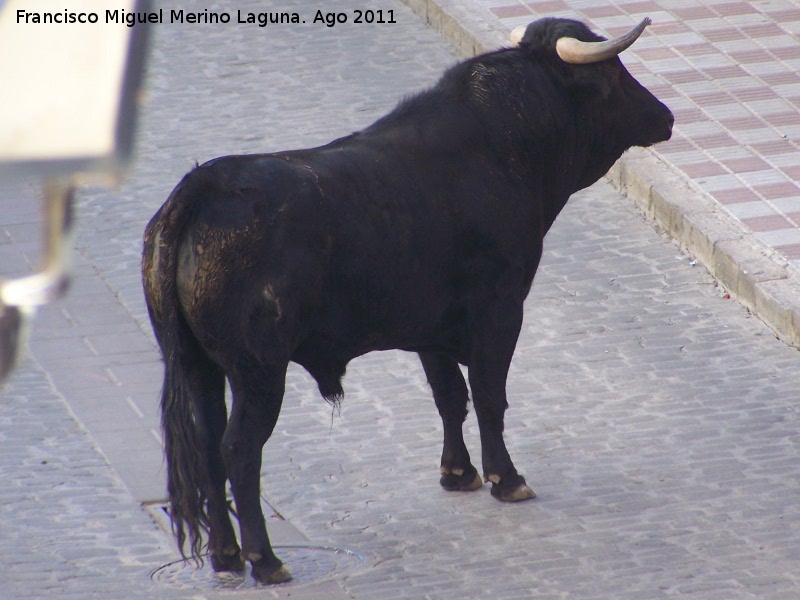 Toro - Toro. Navas de San Juan