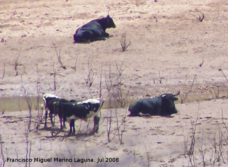 Toro - Toro. El tranco. Cazorla