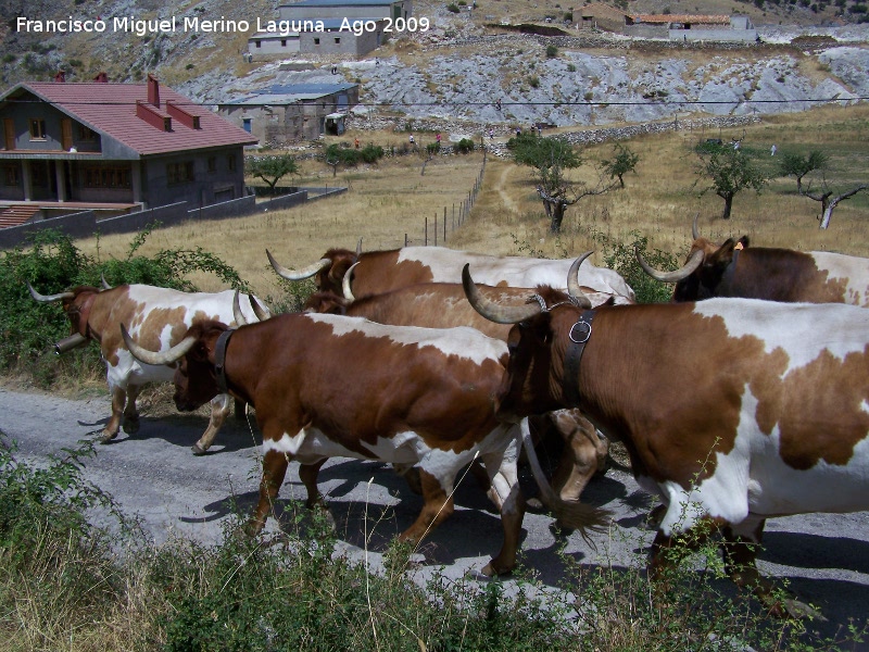 Toro - Toro. Cabestros o bueyes (toros castrados). Pontones