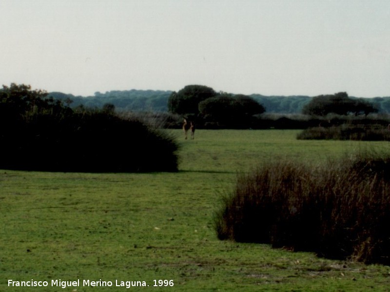 Ciervo - Ciervo. Coto de Doana