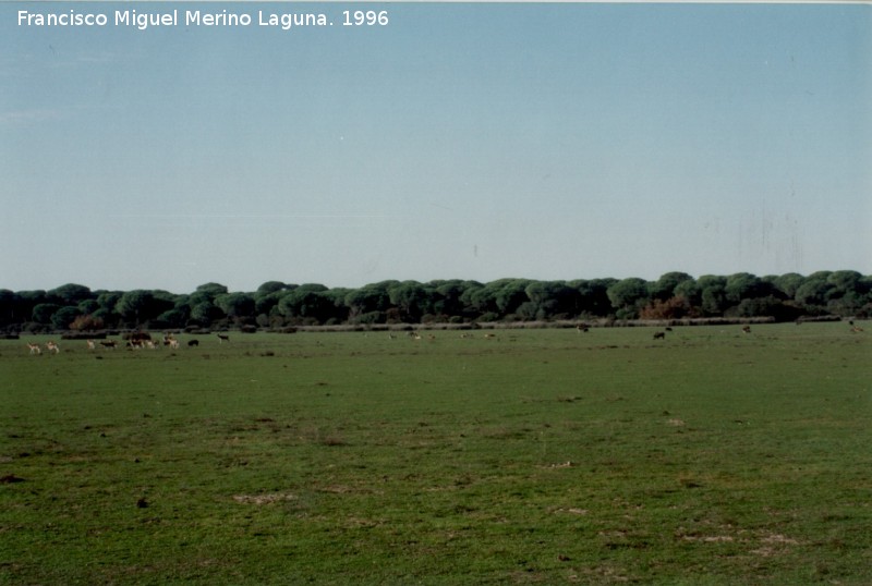 Ciervo - Ciervo. Ciervos y jabalies pastando juntos. Coto de Doñana