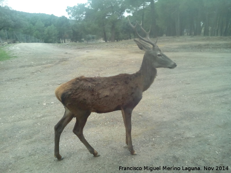 Ciervo - Ciervo. El Vaquerizo - Castellar