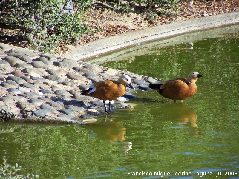 Parque de la Paloma - Parque de la Paloma. Tarro Canelo