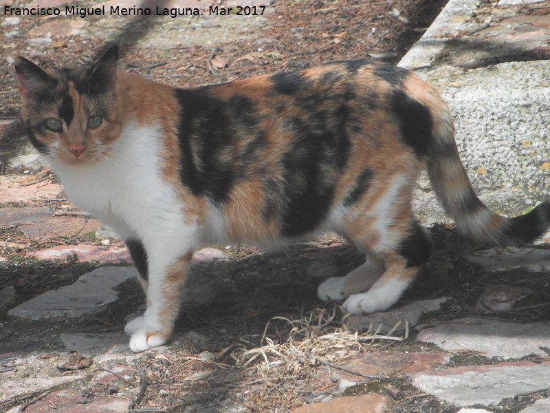 Gato - Gato. Alarcos - Ciudad Real