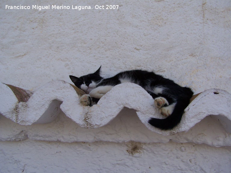 Gato - Gato. Guadix