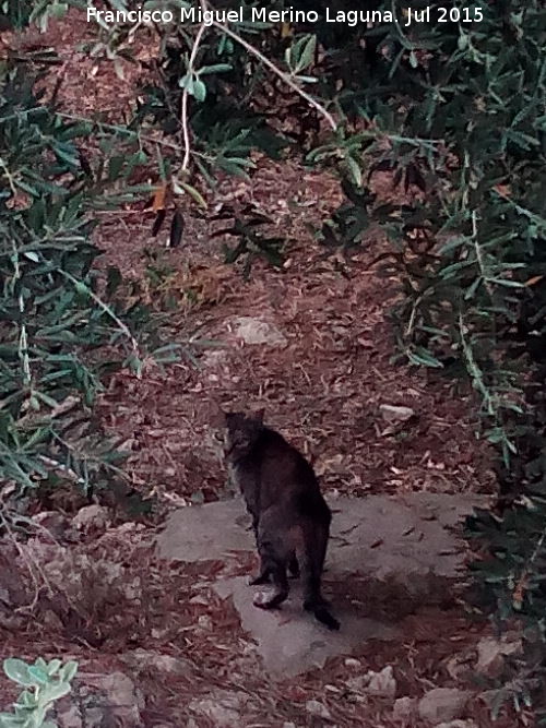 Gato - Gato. Camino de los Molinos - Los Villares