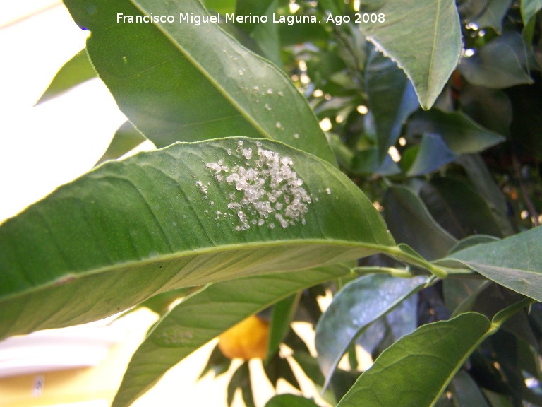 Mosca blanca de los ctricos - Mosca blanca de los ctricos. Los Villares