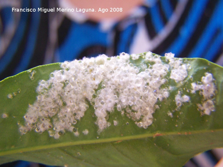 Mosca blanca de los ctricos - Mosca blanca de los ctricos. Los Villares