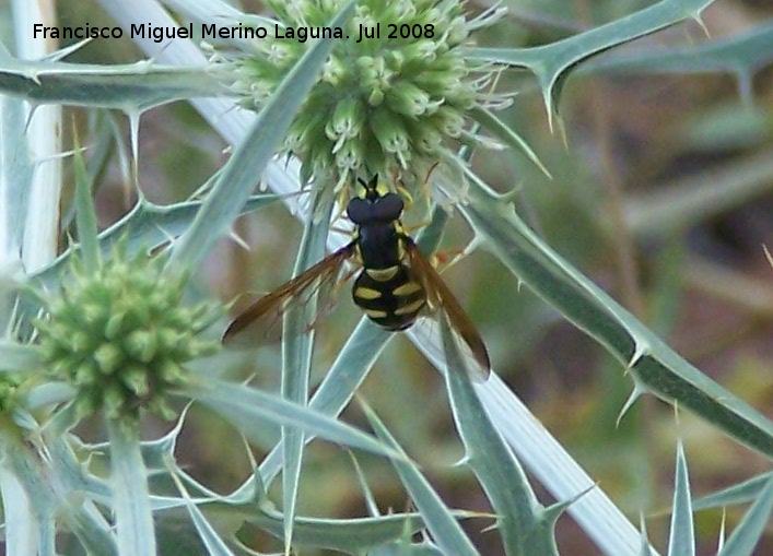 Mosca avispa - Mosca avispa. Segura