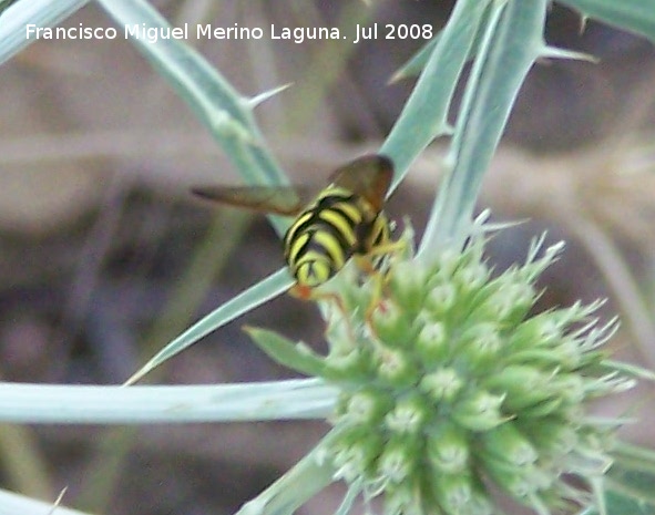 Mosca avispa - Mosca avispa. Segura