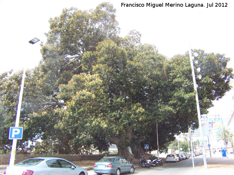 Ficus de hoja grande - Ficus de hoja grande. Cartagena
