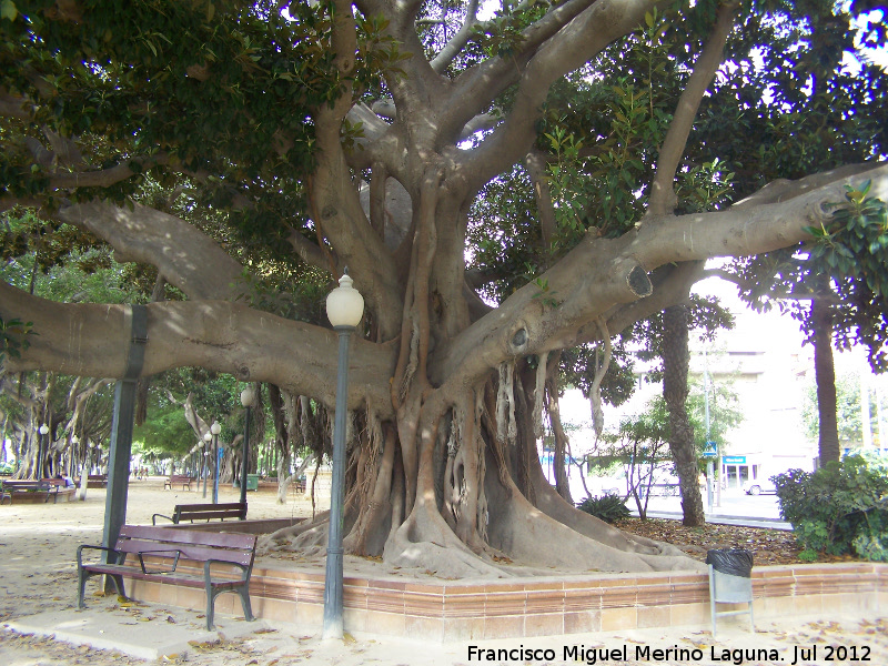 Ficus de hoja grande - Ficus de hoja grande. Parque Canalejas - Alicante