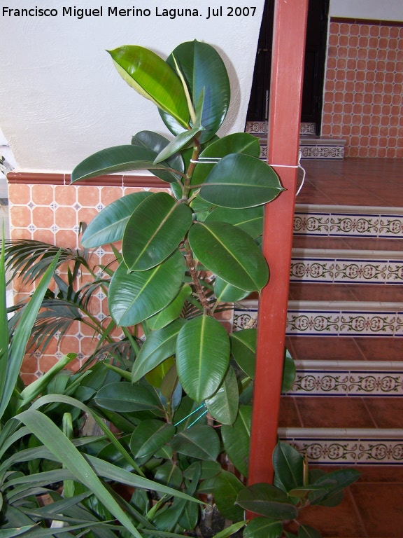 Ficus de hoja grande - Ficus de hoja grande. Navas de San Juan