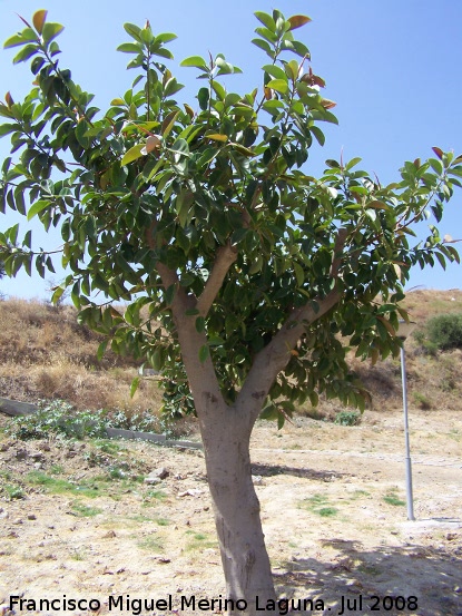 Ficus de hoja grande - Ficus de hoja grande. Benalmdena
