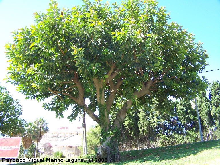 Ficus de hoja grande - Ficus de hoja grande. Benalmdena