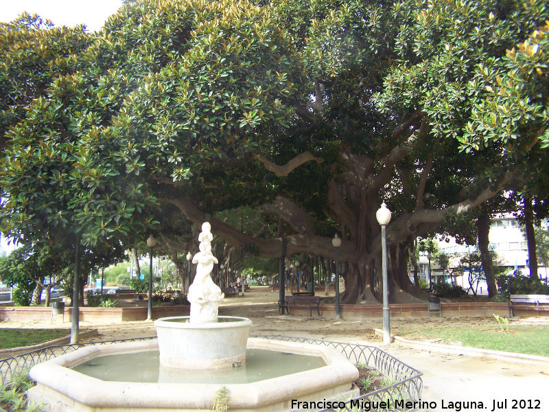Ficus de hoja grande - Ficus de hoja grande. Parque Canalejas - Alicante