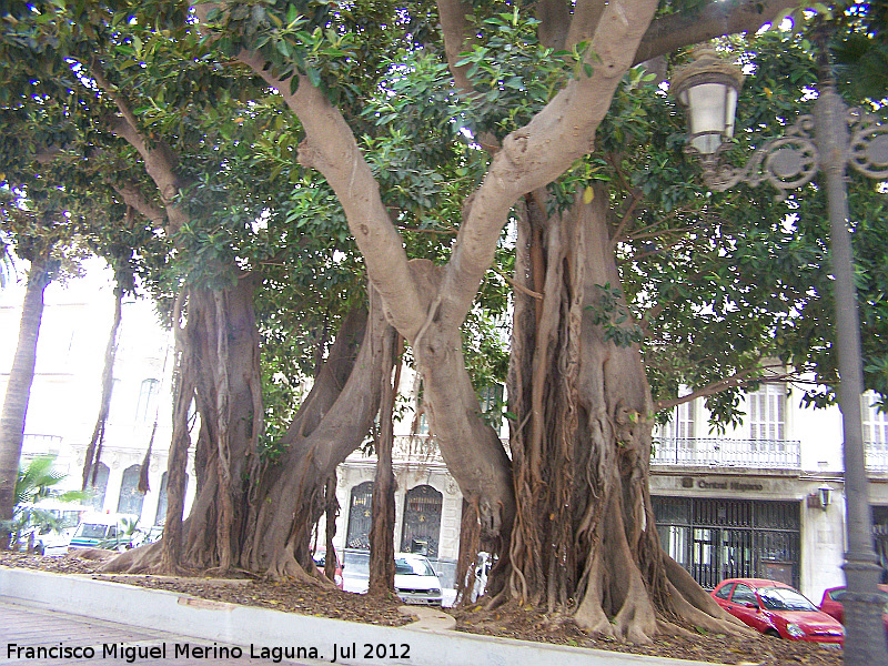 Ficus de hoja grande - Ficus de hoja grande. Tronco. Plaza de San Francisco - Cartagena