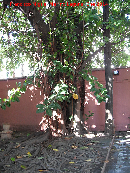 Ficus de hoja grande - Ficus de hoja grande. Palacete La Najarra - Almucar